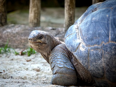 Bild vergrößern: Eine Landschildkröte, welche sich zur Kamera nach hinten umschaut.