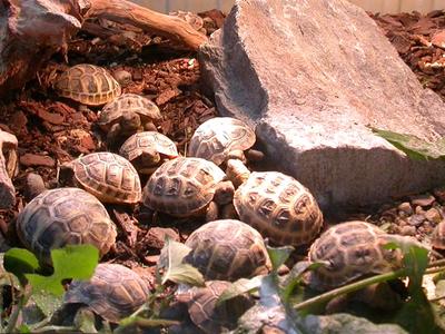 Bild vergrößern: Blick auf 12 gezüchtete Landschildkröten in einem Terrarium mit Steinen und Pflanzen.