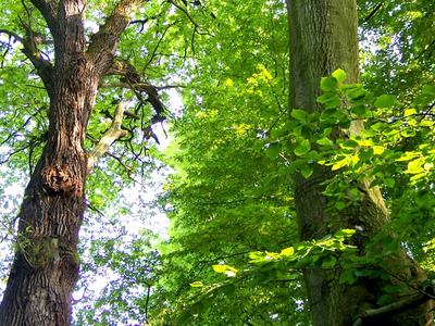 Bild vergrößern: Den Blick heben und eintauchen in das Grün eines sonnendurchfluteten Blätterdachs altehrwürdiger Bäume.