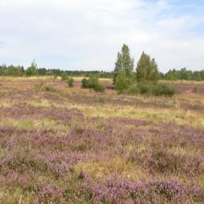 Schutzgebiet Heide Kauschwitz