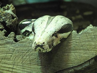 Bild vergrößern: Eine Schlangenkopf der über ein Holzelement herüber schaut.