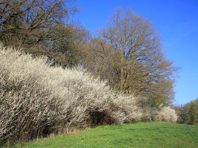 Bild vergrößern: Hecken am Pietzschebach im Frühjahr, mit blühenden Schwarzdornsträuchern.