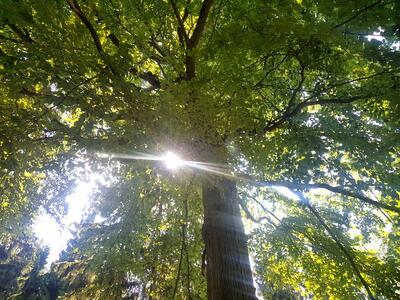 Bild vergrößern: Blick auf einen Lichteinfall durch das Blätterdach eines Baumes im Wald.