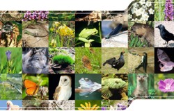 Bild vergrößern: Mosaik von Tier-, Pflanzen- und Naturbildern für die Richtlinie natürliche s Erbe.